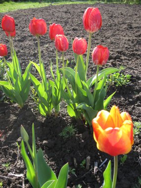 Parkta yeşil yapraklı pembe lale çiçeklerine yakın çekim. Baharda ya da yaz mevsiminde bahçedeki güneş ışığı altında güzel bahar çiçekleri ve doğa arka planında.