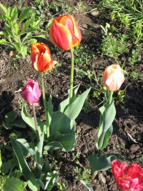 Parkta yeşil yapraklı pembe ve kırmızı lale çiçeklerine yakın çekim. Baharda ya da yaz mevsiminde bahçedeki güneş ışığı altında güzel bahar çiçekleri ve doğa arka planında.