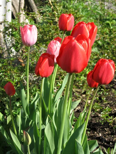 공원의 옥외에 분홍빛 붉은색의 들어온다 봄이나 계절에는 자연의 배경에서 아래아름다운 — 스톡 사진