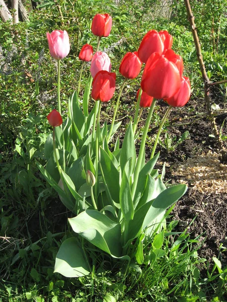 공원의 옥외에 분홍빛 붉은색의 들어온다 봄이나 계절에는 자연의 배경에서 아래아름다운 — 스톡 사진