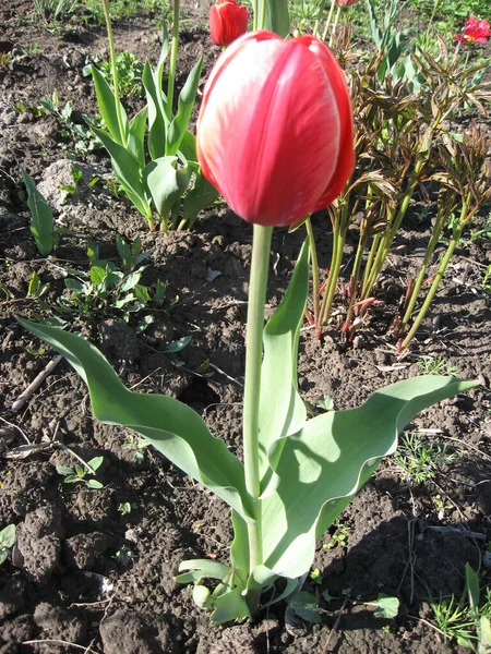 Closeup Pink Tulips Flowers Green Leaves Park Outdoor Beautiful Spring — Stock Photo, Image