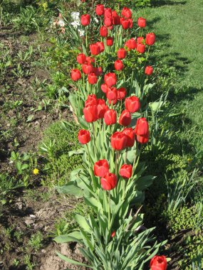 Parkta yeşil yapraklı kırmızı lale çiçeklerine yakın çekim. Baharda ya da yaz mevsiminde bahçedeki güneş ışığı altında güzel bahar çiçekleri ve doğa arka planında.