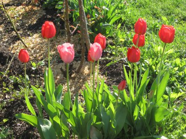 Parkta yeşil yapraklı pembe ve kırmızı lale çiçeklerine yakın çekim. Baharda ya da yaz mevsiminde bahçedeki güneş ışığı altında güzel bahar çiçekleri ve doğa arka planında.
