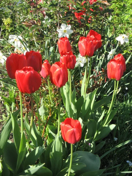 공원의 옥외에 들어온다 봄이나 계절에는 자연의 배경에서 아래아름다운 꽃봉오리 — 스톡 사진