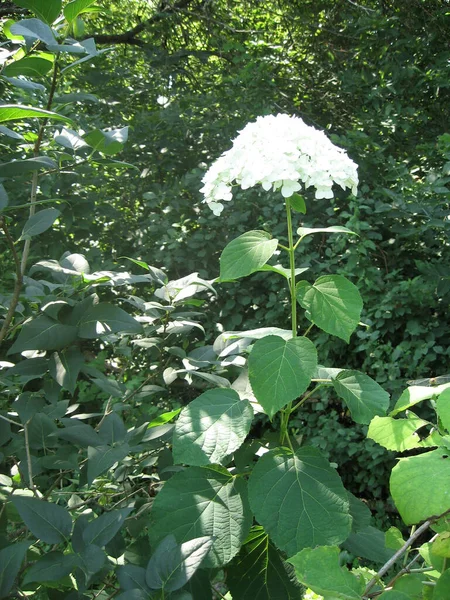 Piękne Białe Kwiaty Hortensji Zielonymi Liśćmi Ogrodzie Biała Hortensja Hortensja — Zdjęcie stockowe