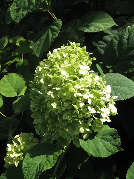 Bahçesinde Yeşil Yapraklar Olan Güzel Beyaz Ortanca Çiçekleri Beyaz Hortensiya — Stok fotoğraf