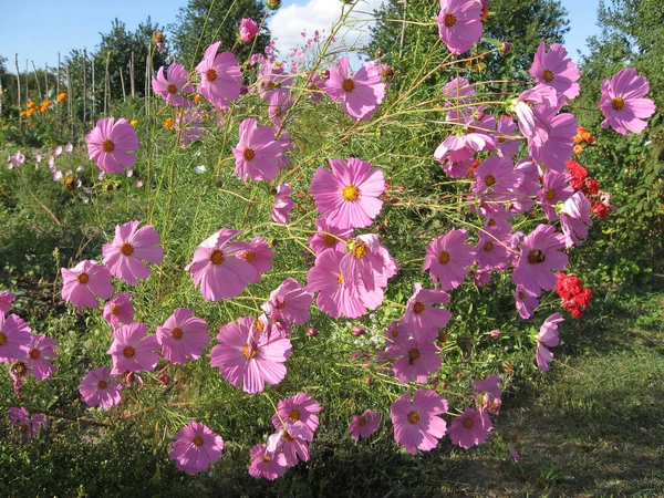 庭の太陽に照らされたピンクの化粧品 美しい花Kosmeyと明るい花の装飾的な背景 ウクライナの園芸 ヨーロッパ — ストック写真