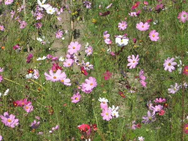 Cosmética Rosa Iluminada Por Sol Jardín Fondo Decorativo Floral Brillante —  Fotos de Stock