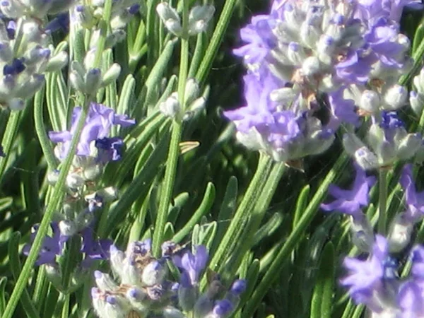 Lavendel Bloemenkop Van Dichtbij Heldere Groene Natuurlijke Achtergrond Tuinieren Van — Stockfoto