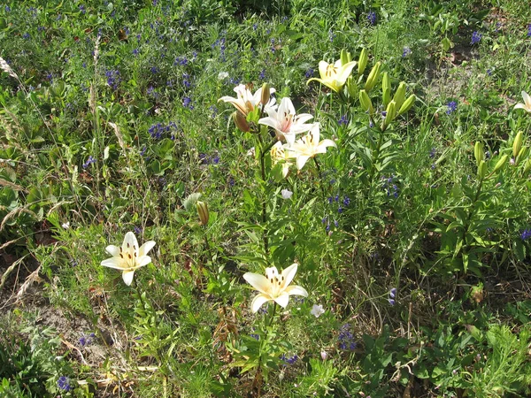 A branch of blossoming pink lilies lit by the sun in the garden. — Stock Photo, Image