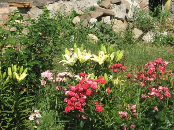 Een groep gele bloeiende lelies verlicht door de zon in de tuin. — Stockfoto