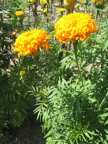 Orange Marigold Flower Garden Gardening Ukraine Europe — Stock Photo, Image