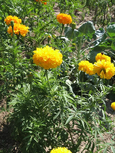 Jardín Flores Caléndula Amarilla Jardinería Ucrania Europa —  Fotos de Stock