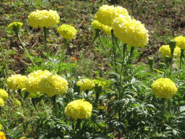 Sarı kadife çiçeği bahçesi. Ukrayna bahçıvanlığı. Avrupa