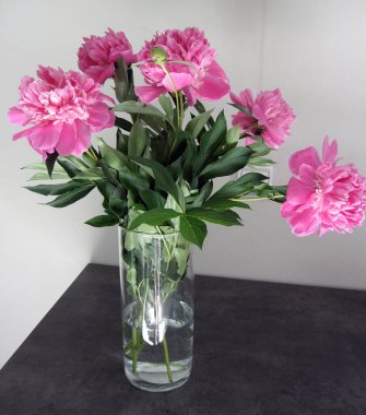 Vazodaki güzel şakayıklar. Güzel pembe Peonie çiçeğine yakın çekim.