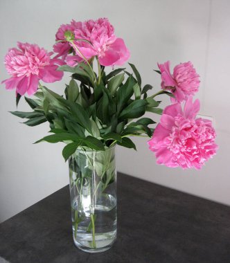 Vazodaki güzel şakayıklar. Güzel pembe Peonie çiçeğine yakın çekim.