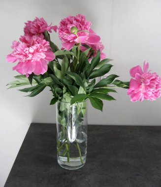 Vazodaki güzel şakayıklar. Güzel pembe Peonie çiçeğine yakın çekim.