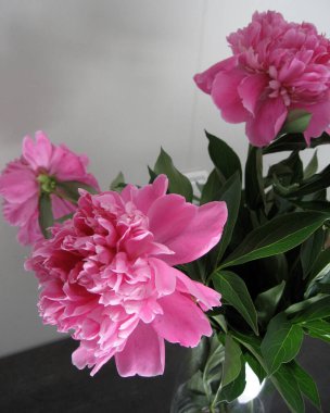 Vazodaki güzel şakayıklar. Güzel pembe Peonie çiçeğine yakın çekim.