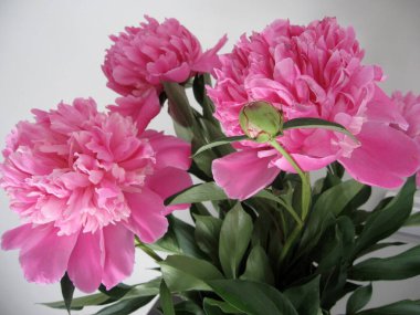 Vazodaki güzel şakayıklar. Güzel pembe Peonie çiçeğine yakın çekim.