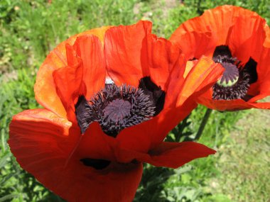 Kırmızı bahçe gelinciği çiçekleri. Ukrayna 'da baharın çiçekleri. Ukrayna' da bahçe.