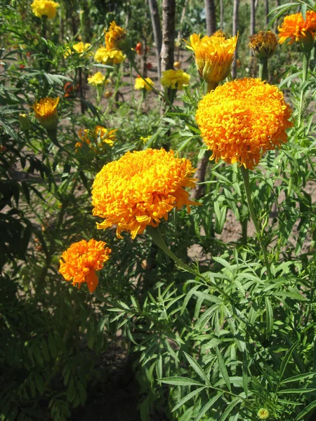 Yellow Marigold Flower Garden Gardening Ukraine Europe — Stock Photo, Image