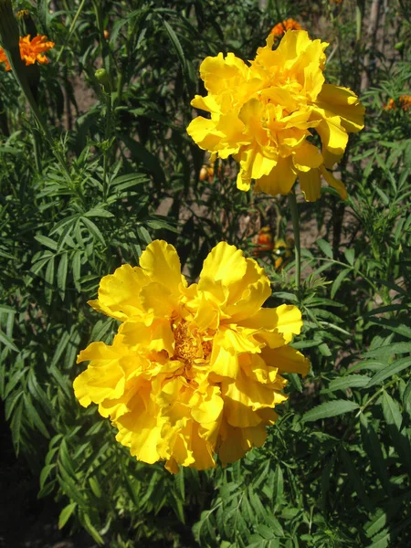Jardín Flores Caléndula Amarilla Jardinería Ucrania Europa — Foto de Stock