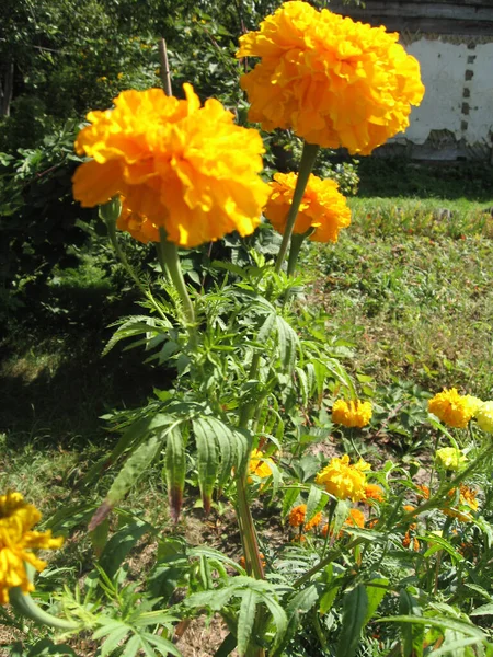 黄色のマリーゴールドの花の庭 ウクライナの園芸 ヨーロッパ — ストック写真