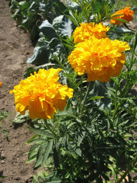 黄色のマリーゴールドの花の庭 ウクライナの園芸 ヨーロッパ — ストック写真