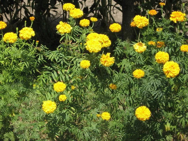 Yellow Marigold Flower Garden Gardening Ukraine Europe — Stock Photo, Image