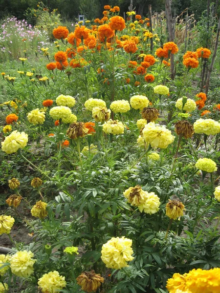 Jardín Flores Caléndula Amarilla Jardinería Ucrania Europa — Foto de Stock