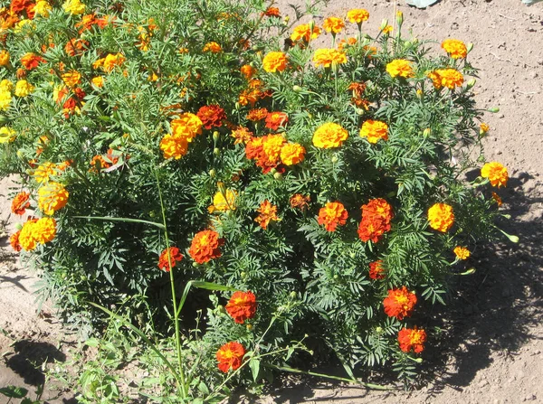 Orange Yellow Marigold Flower Garden Gardening Ukraine Europe — Stock Photo, Image