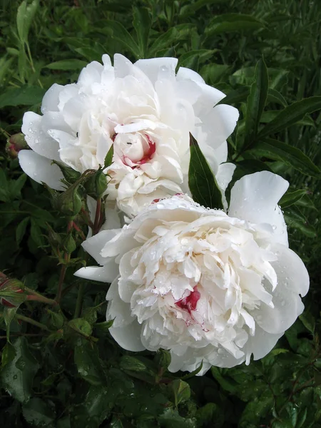 Pedónias Brancas Jardim Peônia Branca Florescente Fechar Bela Flor Peonie — Fotografia de Stock