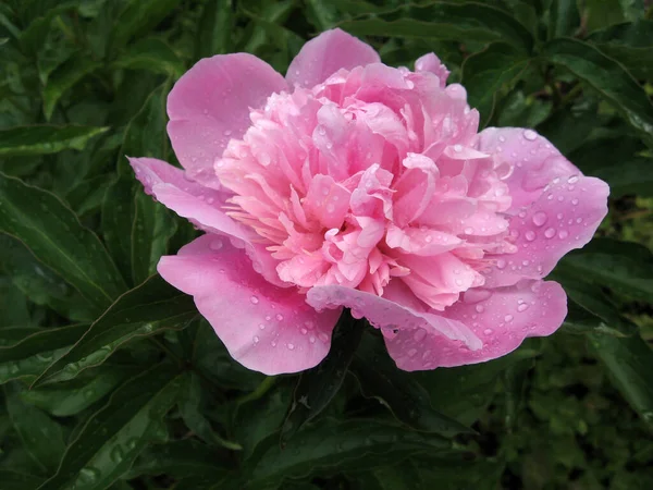 庭のピンクの牡丹 ピンクの牡丹を咲かせます 美しいピンクの牡丹の花の閉鎖 雨の後 — ストック写真