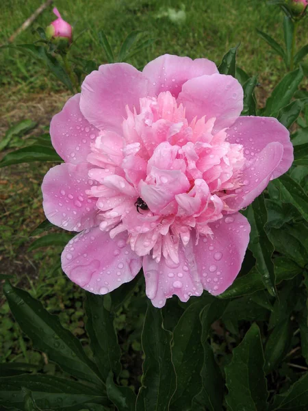Розовые Пионы Саду Цветущий Розовый Пион Крупный План Красивого Розового — стоковое фото
