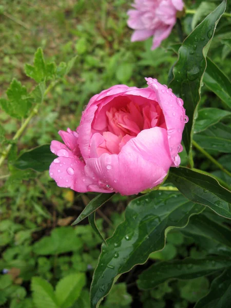 꽃들이 분홍색 조랑말이 분홍색의 피니에 클로즈업합니다 — 스톡 사진