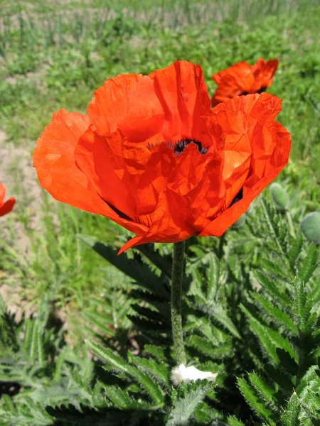 Flowers Red Garden Poppy Flowers Spring Garden Ukraine Gardening Ukraine — Stock Photo, Image