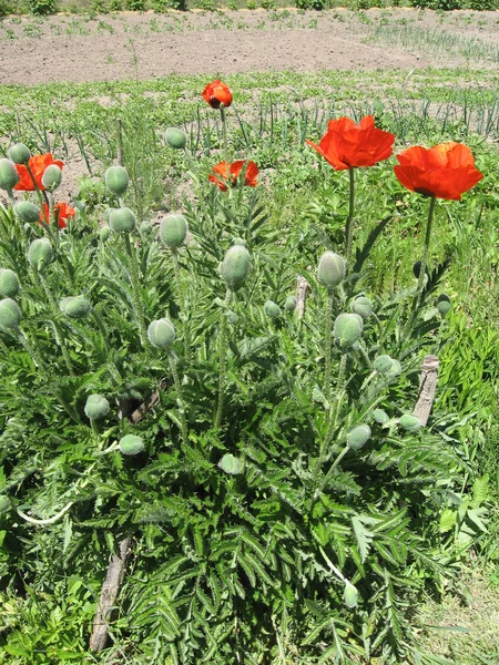 Bloemen Van Rode Tuin Papaver Bloemen Van Voorjaarstuin Oekraïne Tuinieren — Stockfoto
