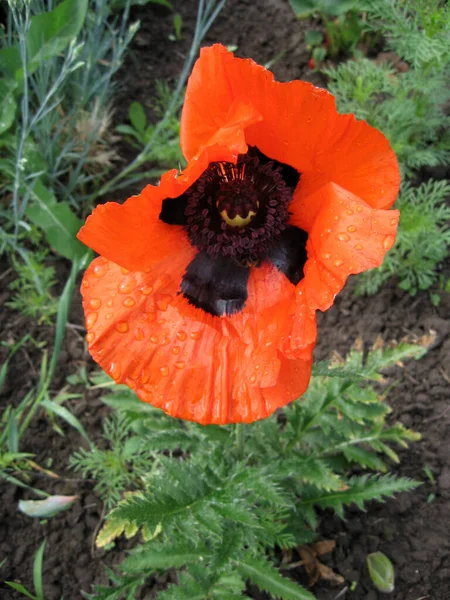 Flowers Red Garden Poppy Flowers Spring Garden Ukraine Gardening Ukraine — Stock Photo, Image