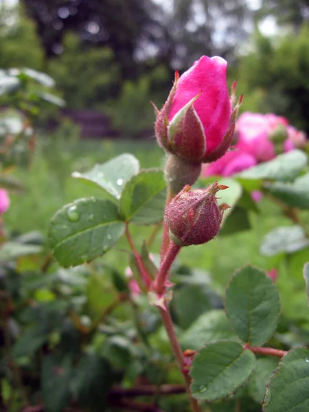 カラフルで美しく 繊細なバラが庭に現れました 縦の写真 ウクライナの庭付け — ストック写真