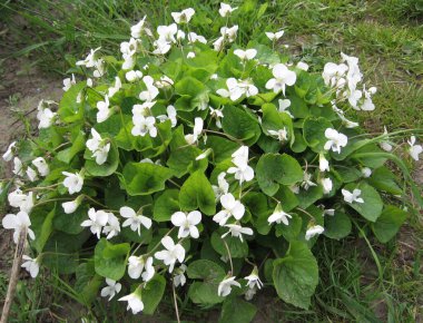 Bahçede çiçek açan beyaz menekşeler. Bahar çiçekleri. Ukrayna bahçıvanlığı. Avrupa