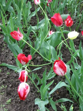 Bahçede çok renkli laleler. Bahar çiçekleri. Ukrayna bahçıvanlığı. Avrupa