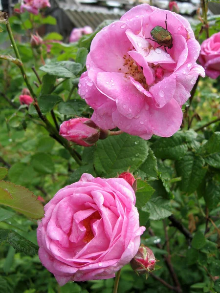 Rosa Colorida Hermosa Delicada Jardín Foto Vertical Jardinería Ucrania — Foto de Stock