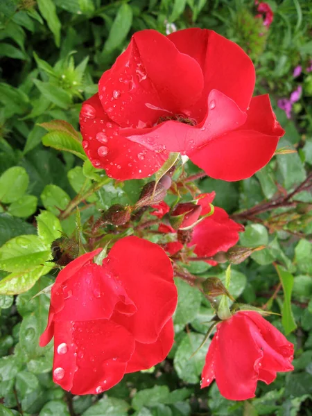 Красные Розовые Цветы Розовом Кусте Саду Летом Садоводство Украины — стоковое фото
