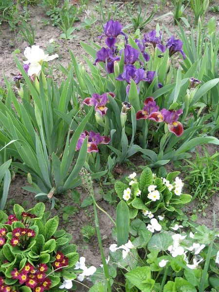 Primer Plano Flores Primula Iris Jardín Coloridas Flores Onagra Flores — Foto de Stock