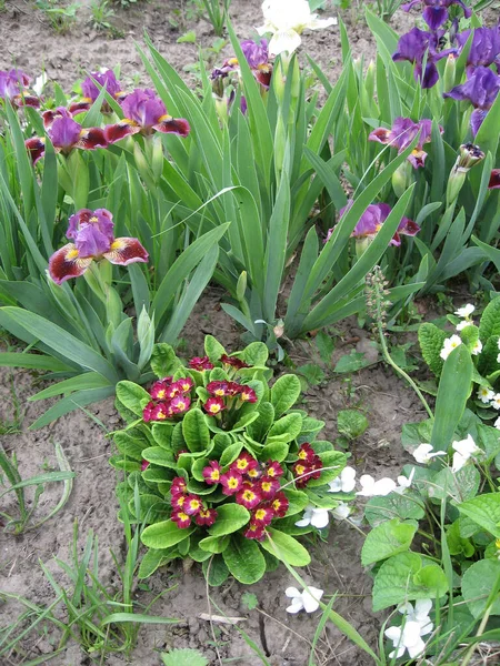 Bahçedeki Primula Çiçeklerini Irisleri Kapatın Renkli Çuha Çiçekleri Bahar Çiçekleri — Stok fotoğraf