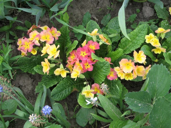 정원에 있는우아 꽃들을 클로즈업해 십시오 프림로즈 우크라이나 산업화 — 스톡 사진