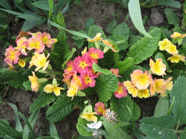 Primer Plano Flores Primula Jardín Coloridas Flores Onagra Flores Primavera — Foto de Stock