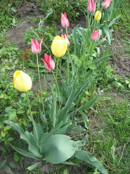 Tulipanes Multicolores Jardín Flores Primavera Jardinería Ucrania Europa — Foto de Stock