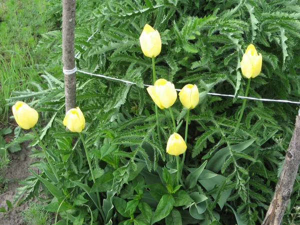 庭の黄色のチューリップ 春の花 ウクライナの園芸 ヨーロッパ — ストック写真
