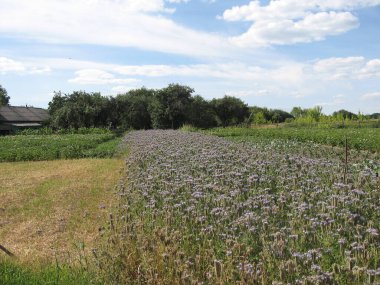 Kahverengi buğday tarlasının yanında mor safra kesesi olan bir şerit dikilir. Ukrayna